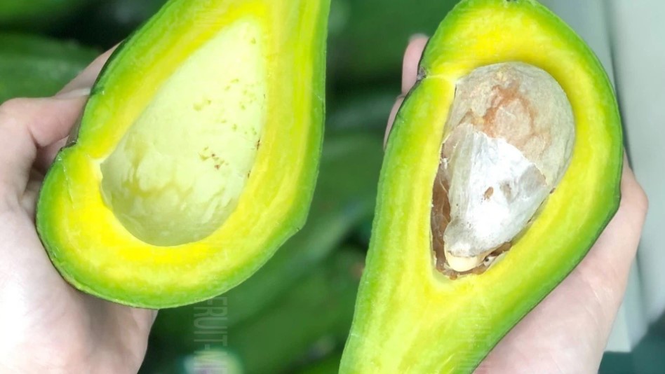 Bơ Sáp Có Mấy Loại? Cách Phân Biệt Bơ Sáp Và Bơ Nước 14 Bơ Sáp Có Mấy Loại? Cách Phân Biệt Bơ Sáp Và Bơ Nước