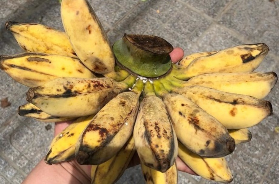 Chuối Sáp Ăn Sống Có Được Không?