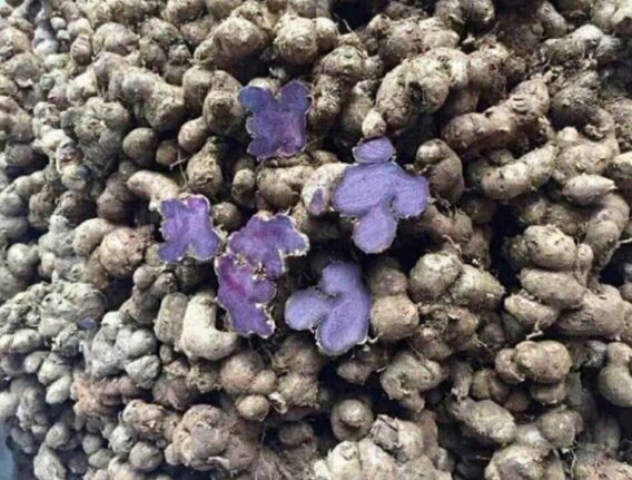 Cách Chế Biến Gừng Đen Và Công Dụng Của Nó Đối Với Sức Khỏe