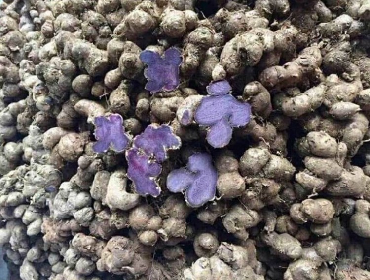Cách Chế Biến Gừng Đen Và Công Dụng Của Nó Đối Với Sức Khỏe