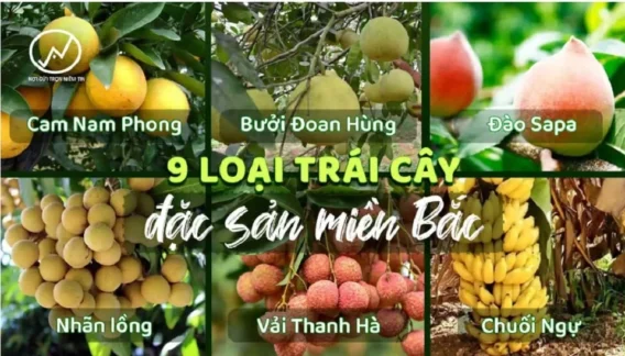 30 loai trai cay mien bac 0f1f440e4d00495eb353a8faef1a4f84