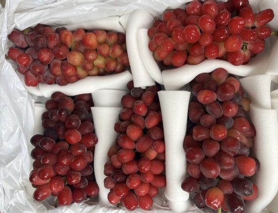 Giá Nho Trung Quốc Ở Chợ Đầu Mối – Tại Sao Nho Nhập Chỉ 18.000 Đồng/Kg Nhưng Bán Giá Cao Hơn Trăm Nghìn? 7 465781935 976024124569428 8261054747847174949 n