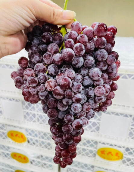 Giá Nho Trung Quốc Ở Chợ Đầu Mối – Tại Sao Nho Nhập Chỉ 18.000 Đồng/Kg Nhưng Bán Giá Cao Hơn Trăm Nghìn? 8 465783435 976024001236107 6735208340965467043 n