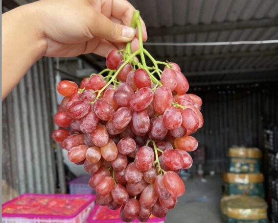 Giá Nho Trung Quốc Ở Chợ Đầu Mối – Tại Sao Nho Nhập Chỉ 18.000 Đồng/Kg Nhưng Bán Giá Cao Hơn Trăm Nghìn? 6 465788547 976023904569450 5022794797107800507 n