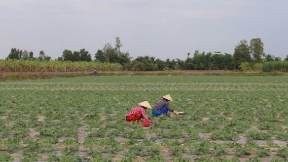 Nhà vườn ĐBSCL dè dặt với trái cây tạo hình, chú trọng rau sạch dịp Tết 2025 4 Trai Cay 3 01