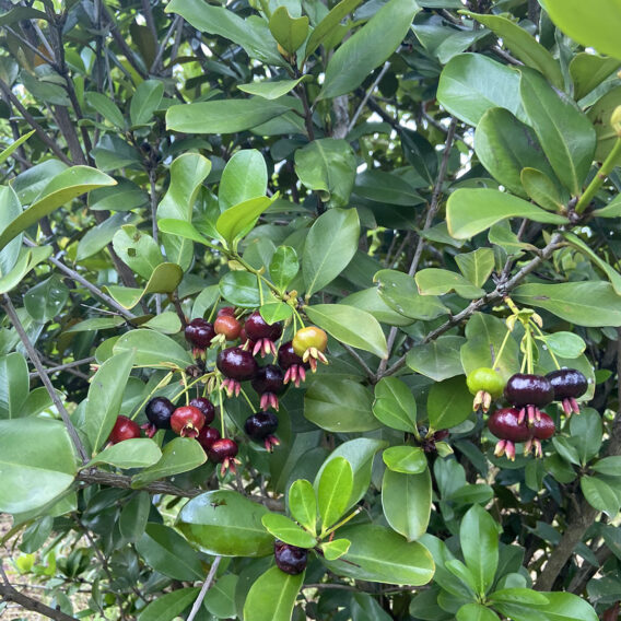 cay cherry 12
