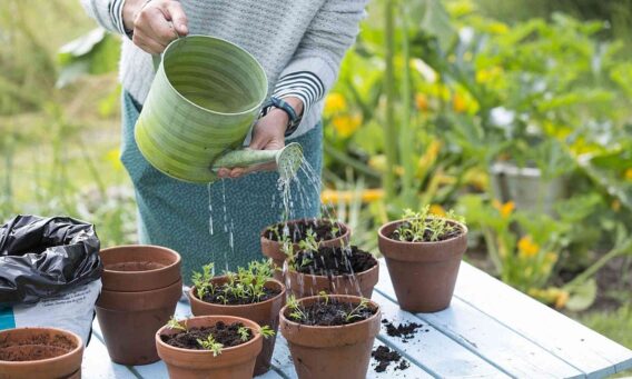 Lưu Ý Cây Trồng Khi Bước Vào Mùa Hanh Khô Lạnh: Cách Chăm Sóc Và Bảo Vệ Cây Hiệu Quả 4 meo tuoi cay 1 1654771804 7902 1654771929