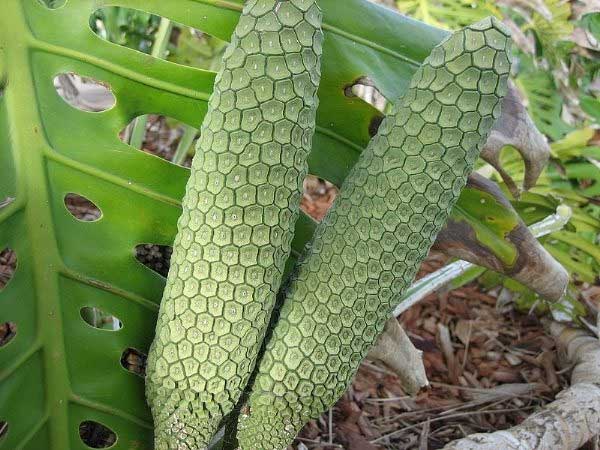 qua Monsterio Delicio