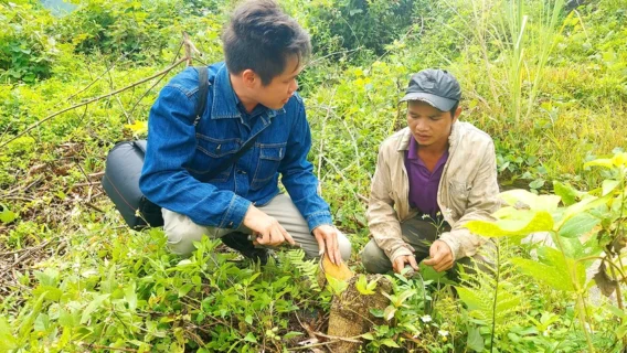 thuy dien thuong kon tum gay chet cay trong 1 2359.jpg