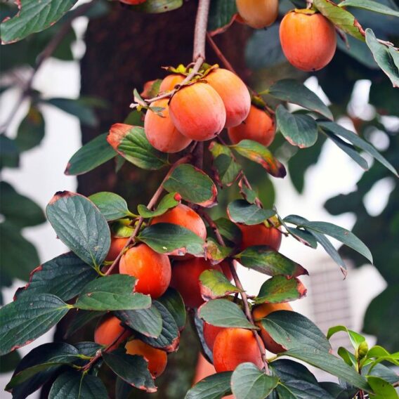 Decoration trend for autumn Persimmon branches