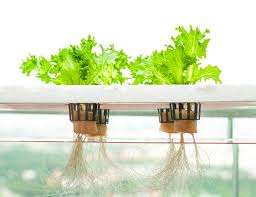 Hiểu Rõ Về Canh Tác Truyền Thống Trên Đất Và Các Loại Canh Tác Hiện Đại Khác 4 images 1