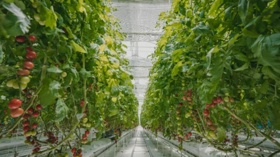 innovation oasis al ain