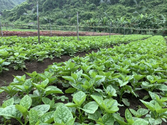 Mô hình trồng trọt hữu cơ Lợi ích và Tương lai của Nông nghiệp Bền vững 2 9abaf7d0d543301d6952