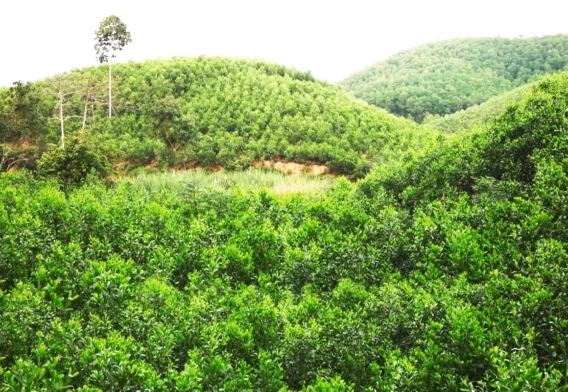 Những Điều Kiện Để Phát Triển Mô Hình Sản Xuất Nông Nghiệp Bền Vững 4 do che phu rung 1609180005
