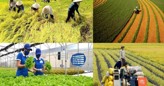 Những Điều Kiện Để Phát Triển Mô Hình Sản Xuất Nông Nghiệp Bền Vững 3 k2 17055633998121721377111 136 0 1074 1500 crop 17055634711791757843102