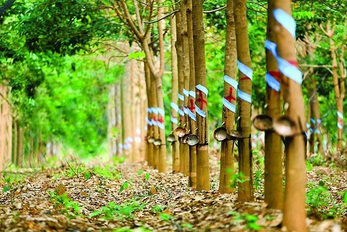 cay cong nghiep