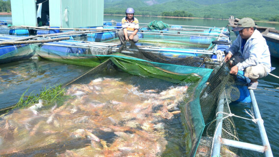 tinh hinh nuoi trong thuy san tai nuoc ta hien nay 4