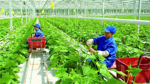 Mô hình sản xuất nông nghiệp những xu hướng và giải pháp cho nền nông nghiệp bền vững 4 unnamed