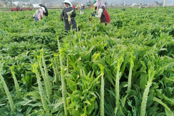 Rau Tiến Vua Là Gì? Công Dụng Và Cách Chế Biến Món Ngon Từ Rau Tiến Vua 4 Rau Tiến Vua Là Gì? Công Dụng Và Cách Chế Biến Món Ngon Từ Rau Tiến Vua
