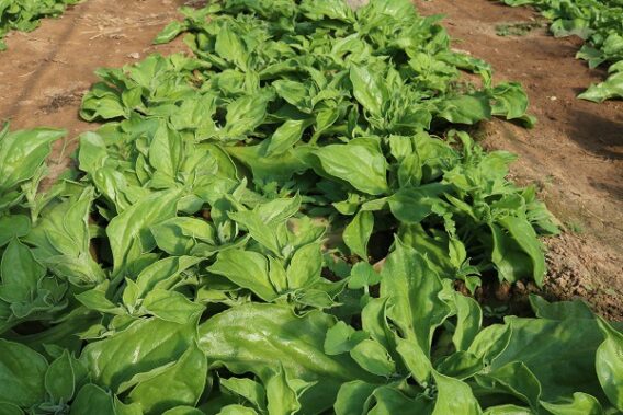 Rau Kim Cương Độc Đáo Với Vẻ Đẹp Lấp Lánh Và Hương Vị Tuyệt Vời