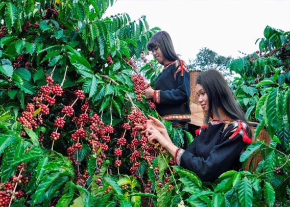 Nông nghiệp Tây Nguyên: Phát triển tùy tiện - Nhịp sống kinh tế Việt Nam &  Thế giới