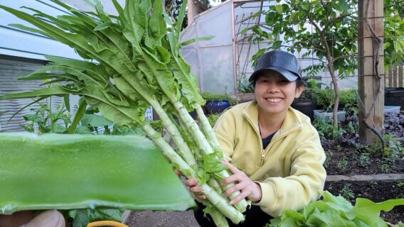 Ăn Rau Tiến Vua Tươi Tại Vườn Ngon Quá- Vườn Rau Sạch - Orgarnic Garden-  Trồng Thêm Dưa Gang