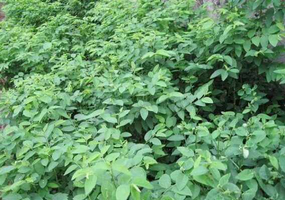 Rau Rừng Biến Rau Rừng Thành Trà Đặc Sản Tạo Sinh Kế Bền Vững