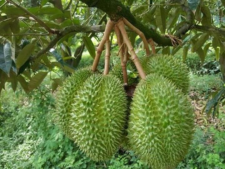 Sầu riêng Monthong và Dona