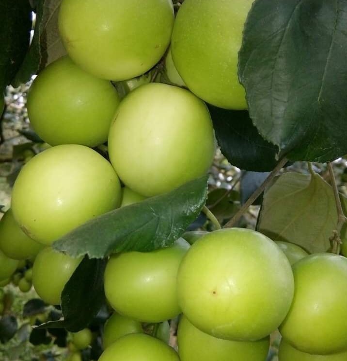 Đặc Sản Táo Xuân Lục Ngạn Hương Vị Quê Hương Bắc Giang