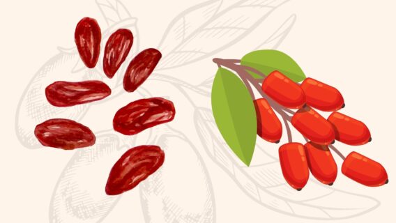 Tác Dụng Của Kỷ Tử Đối Với Sức Khỏe 7 Lợi Ích Vàng Không Thể Bỏ Qua 3 Tác Dụng Của Kỷ Tử Đối Với Sức Khỏe 7 Lợi Ích Vàng Không Thể Bỏ Qua